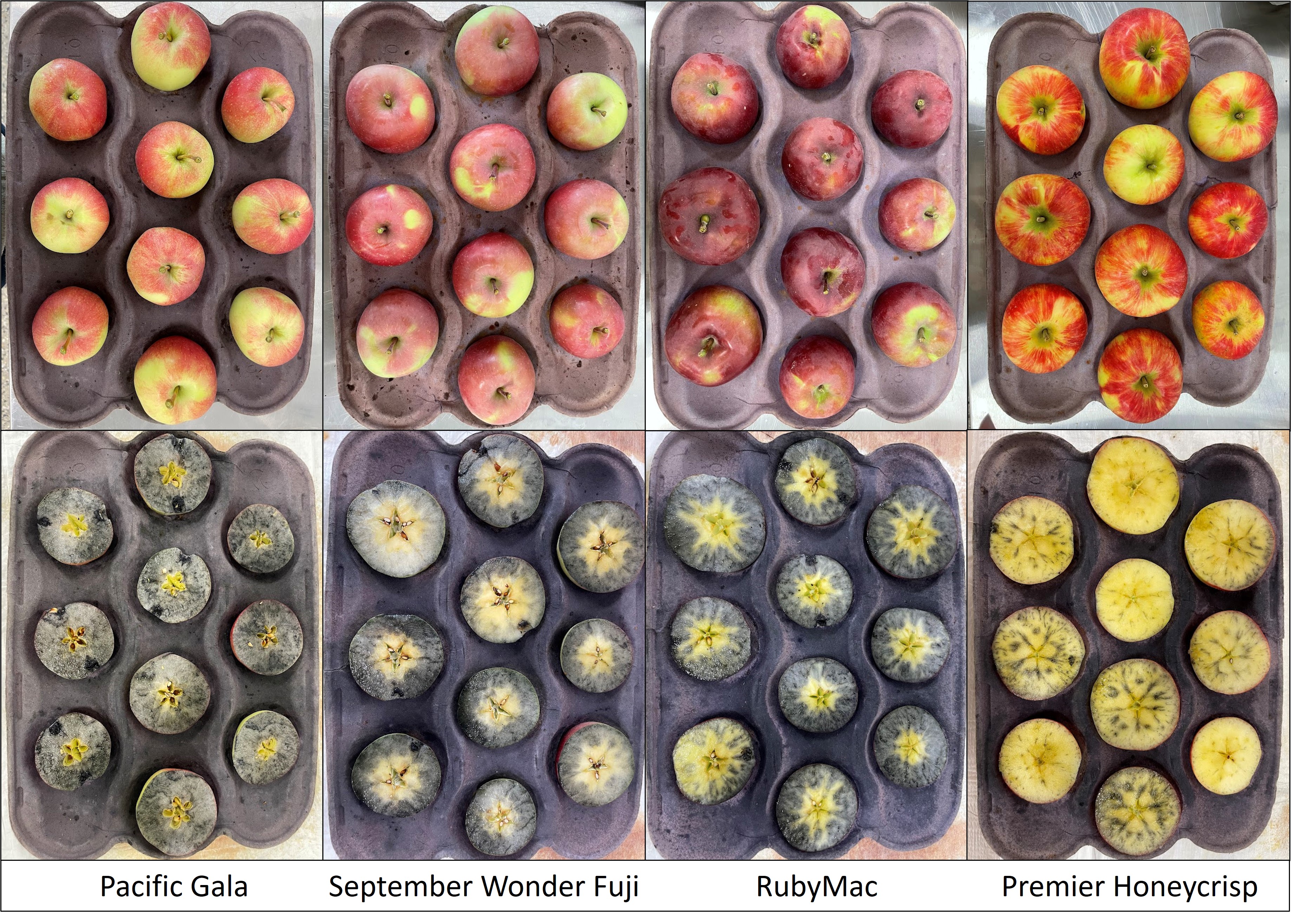 Different strains of apples in containers ready to be tested.