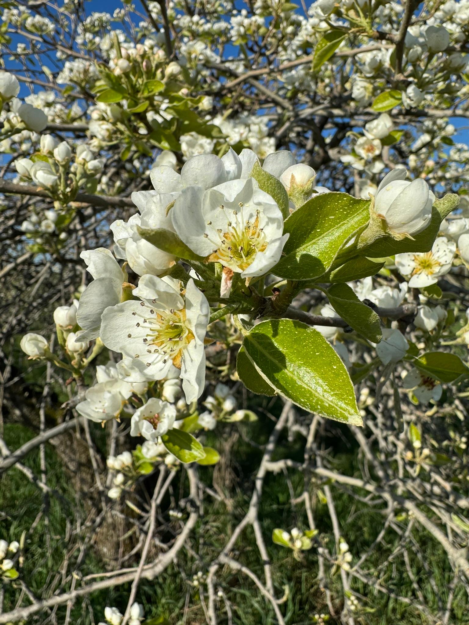 Pears blooming.