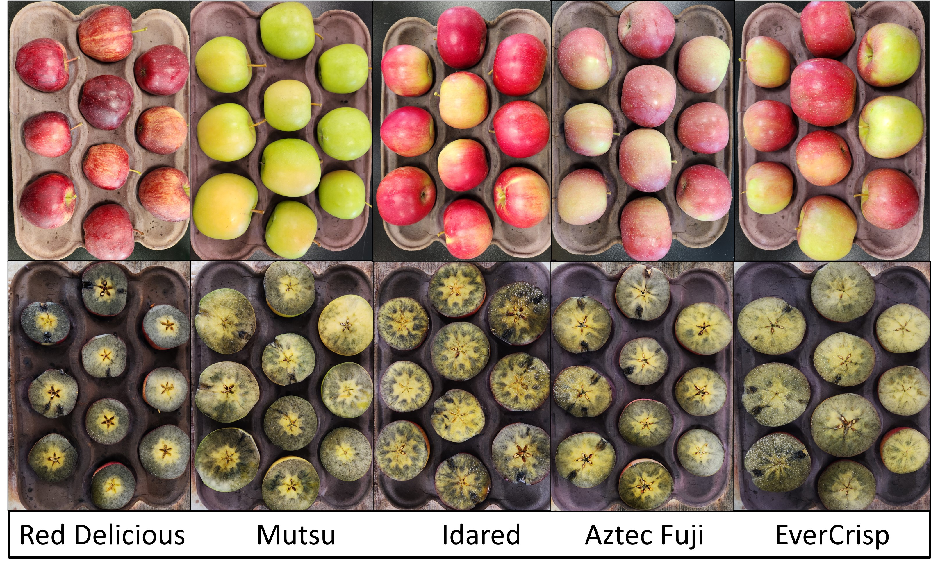 Starch staining of Red Delicious, Mutsu, Idared, Aztec Fuji and EverCrisp apples.