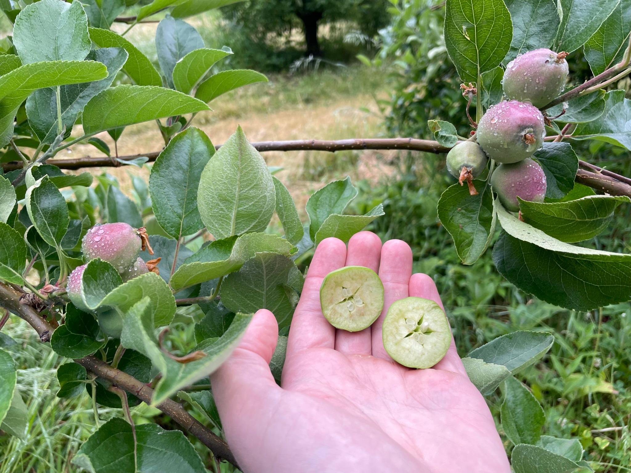 Apple fruitlets