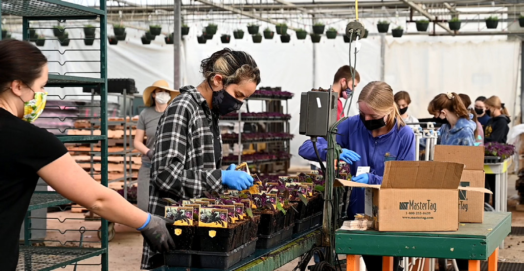 A group of employees working with plants.