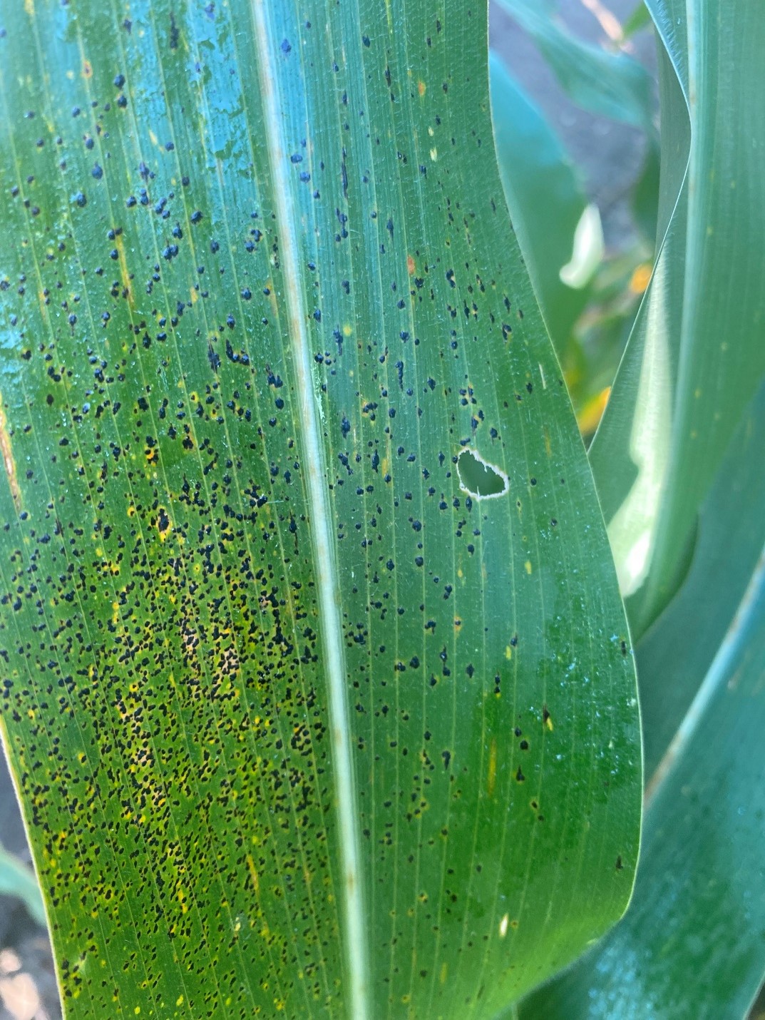 green corn leaf with black spots