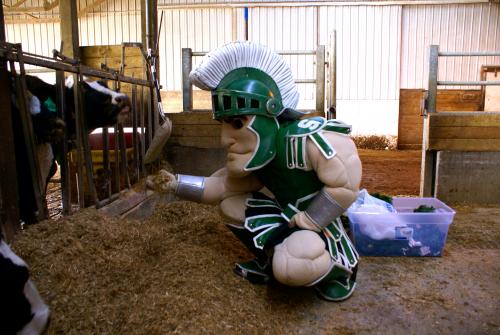 Sparty helps feed the cows