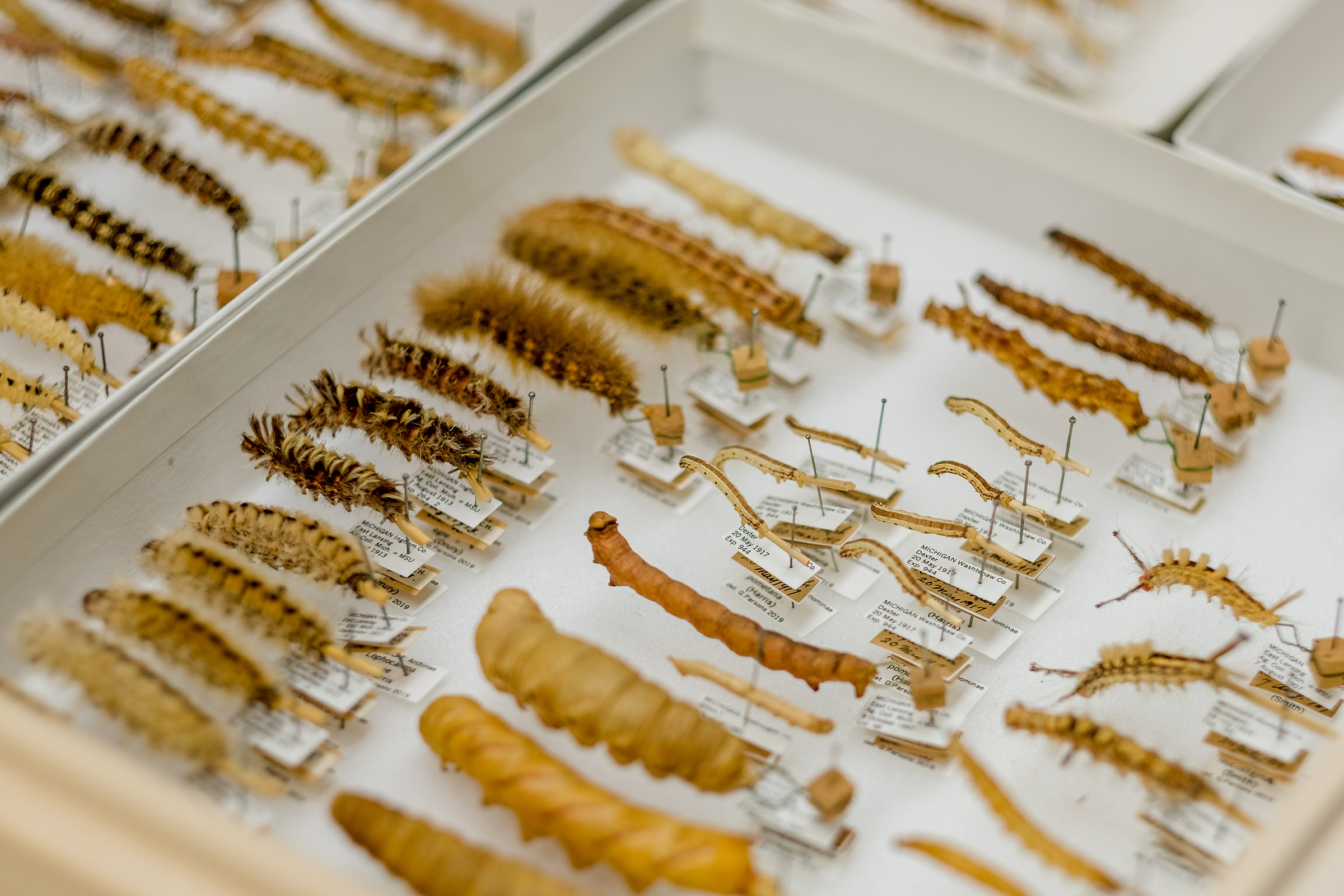 Early specimens collected by AJ Cook