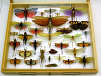 Grasshopper tray