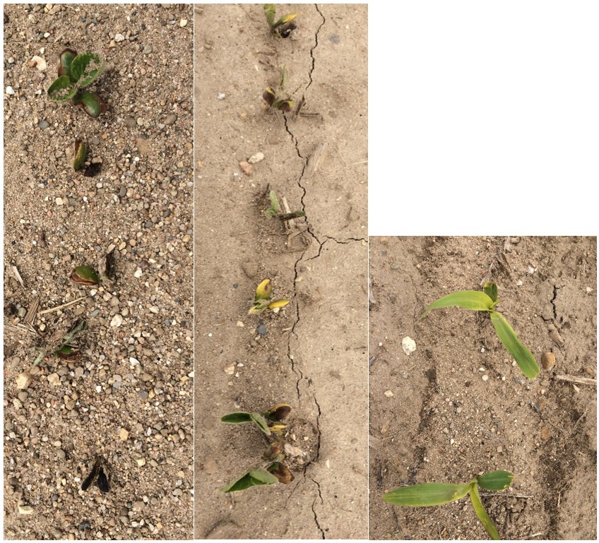 Soybean and corn that had been injured during the May 9 freeze