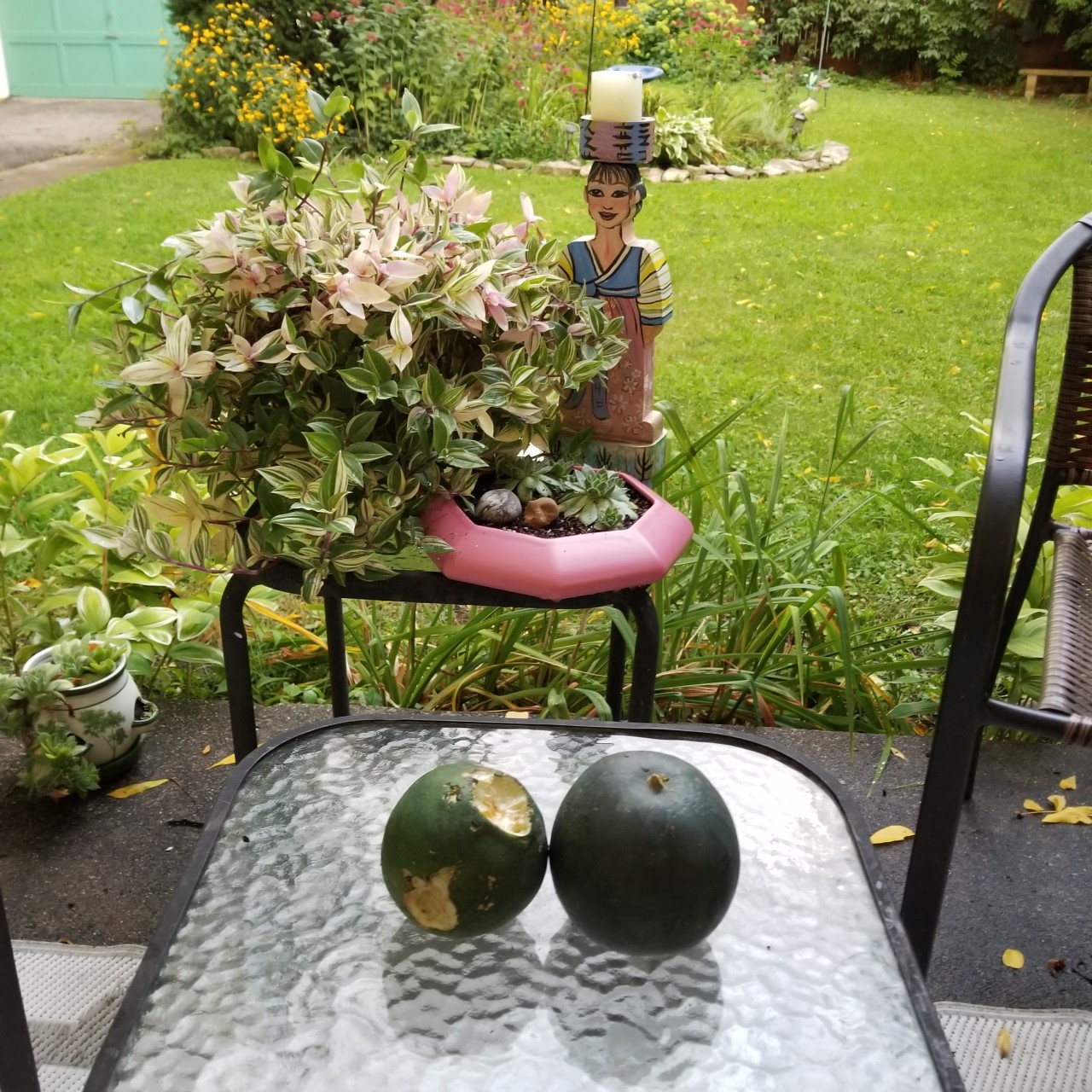 Melons on backyard table