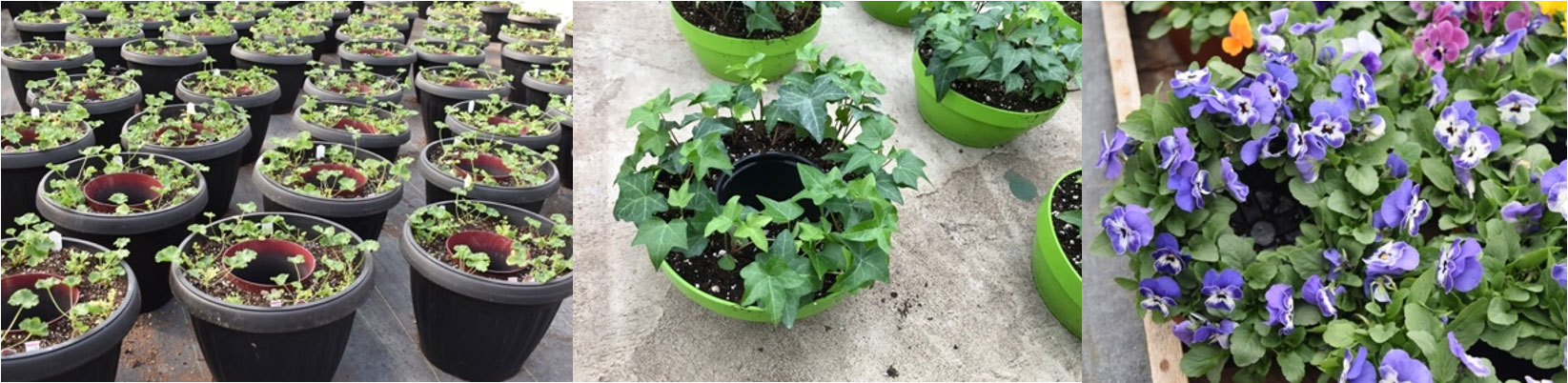 containers planted with geraniums