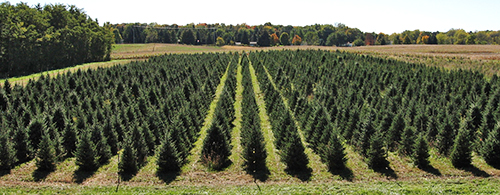 Rows of Christmas trees growing at the Tree Research Center