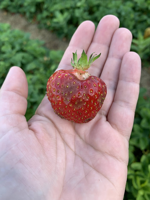 Anthracnose in strawberries.