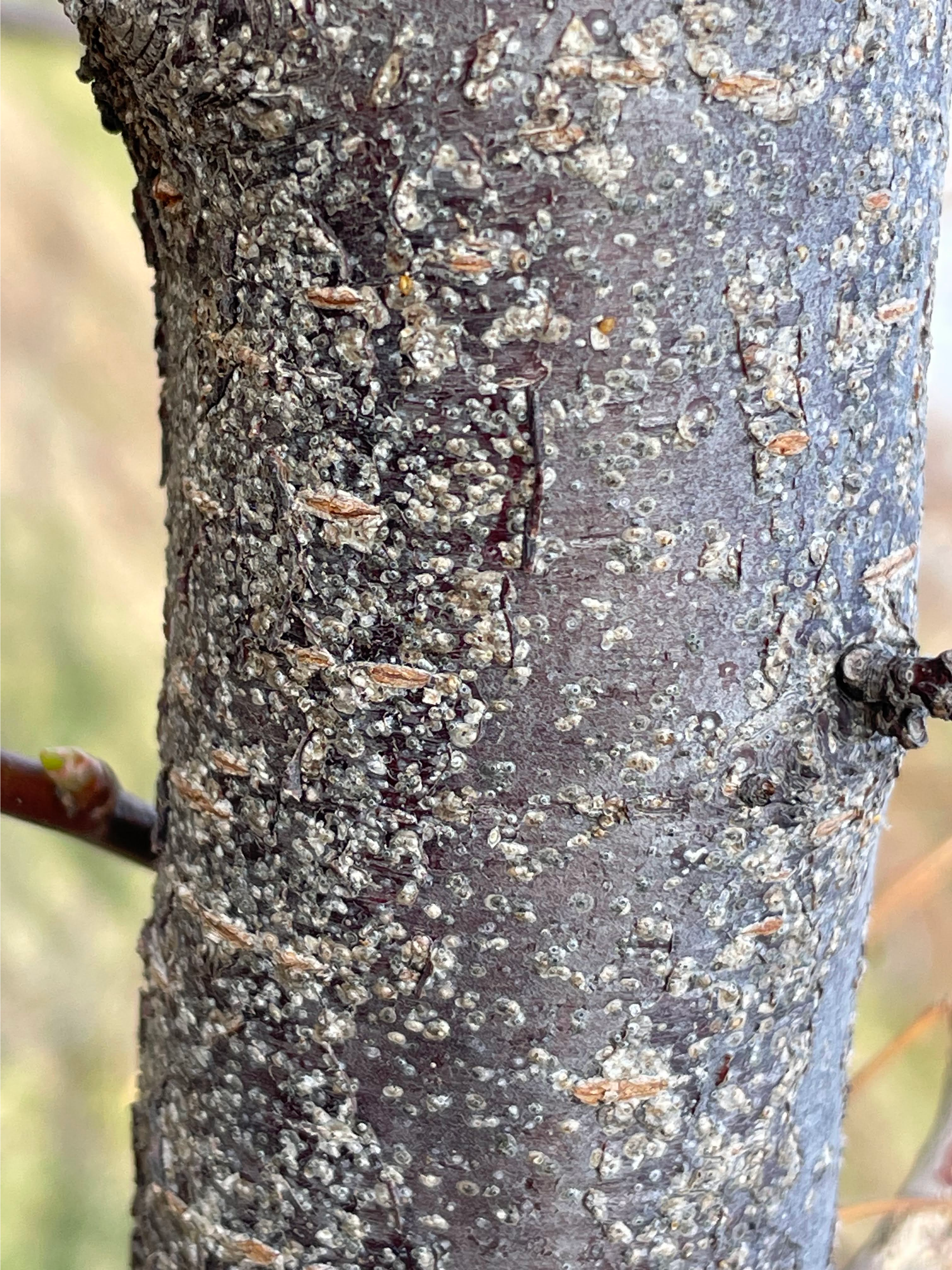 Scale insects found on a plum tree