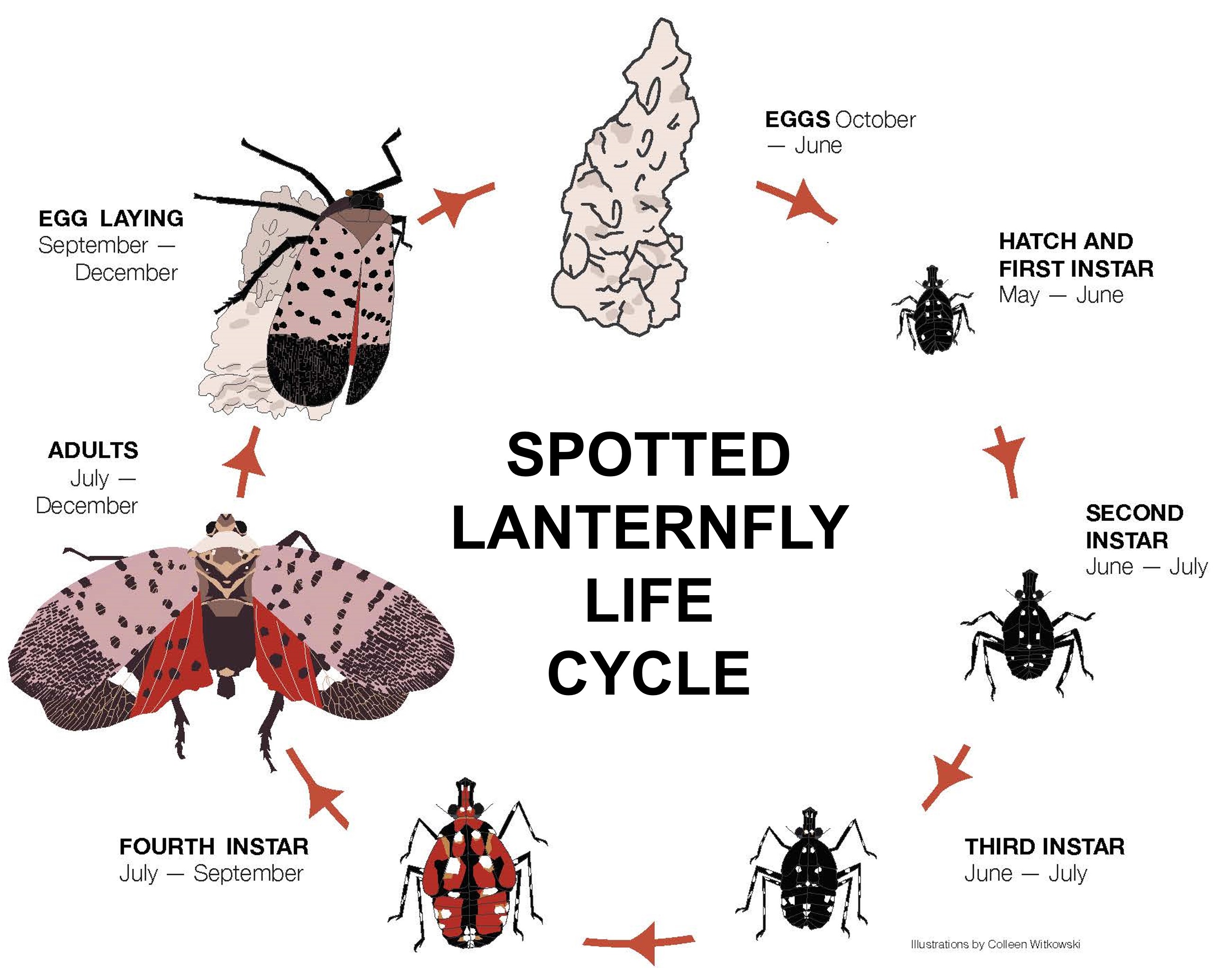 SpottedLanternfly_lifecycle