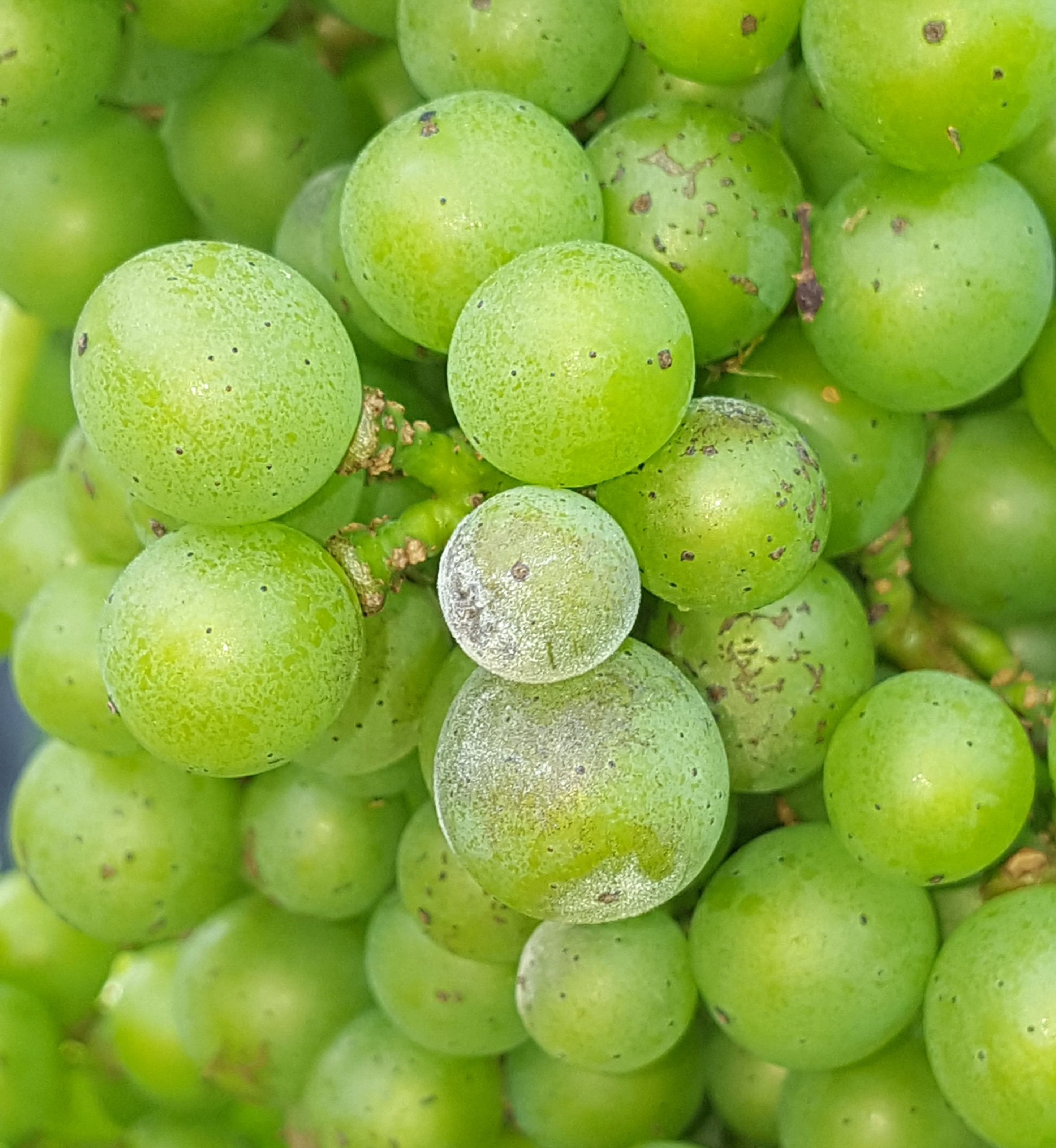 Close-up of grape powdery mildew
