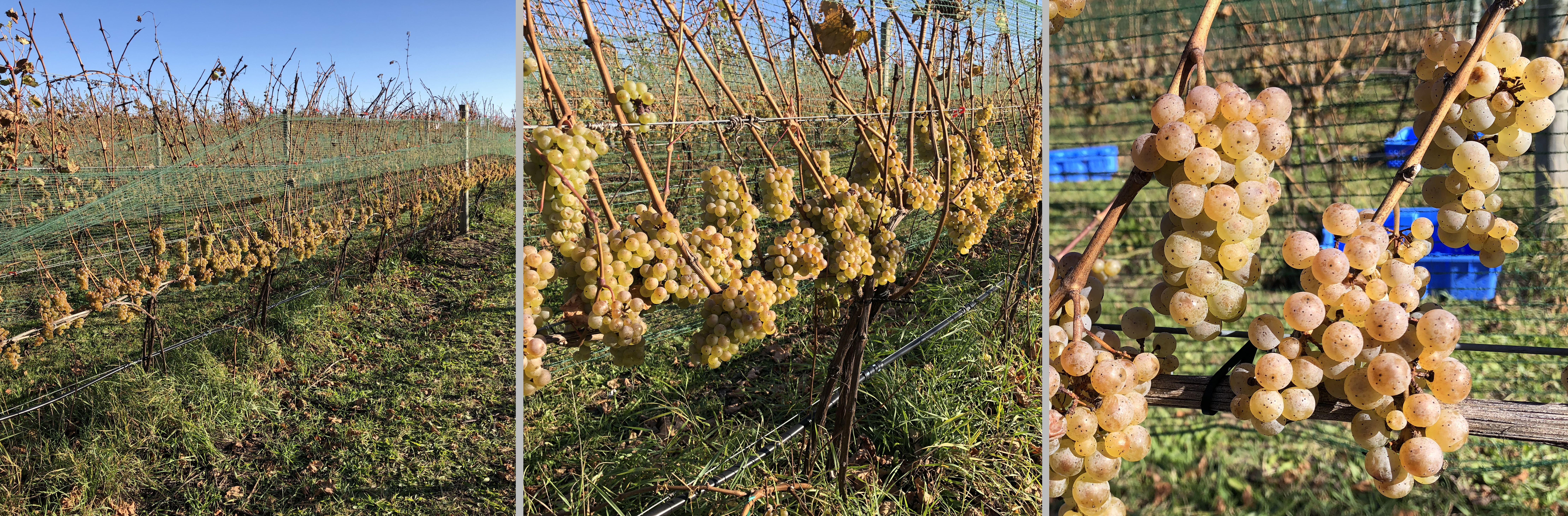 Riesling grapevines 10-16-16