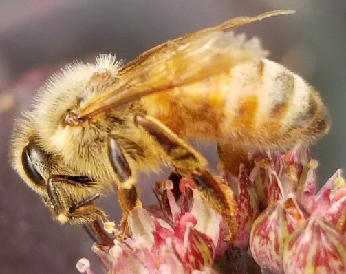 European Honey Bee