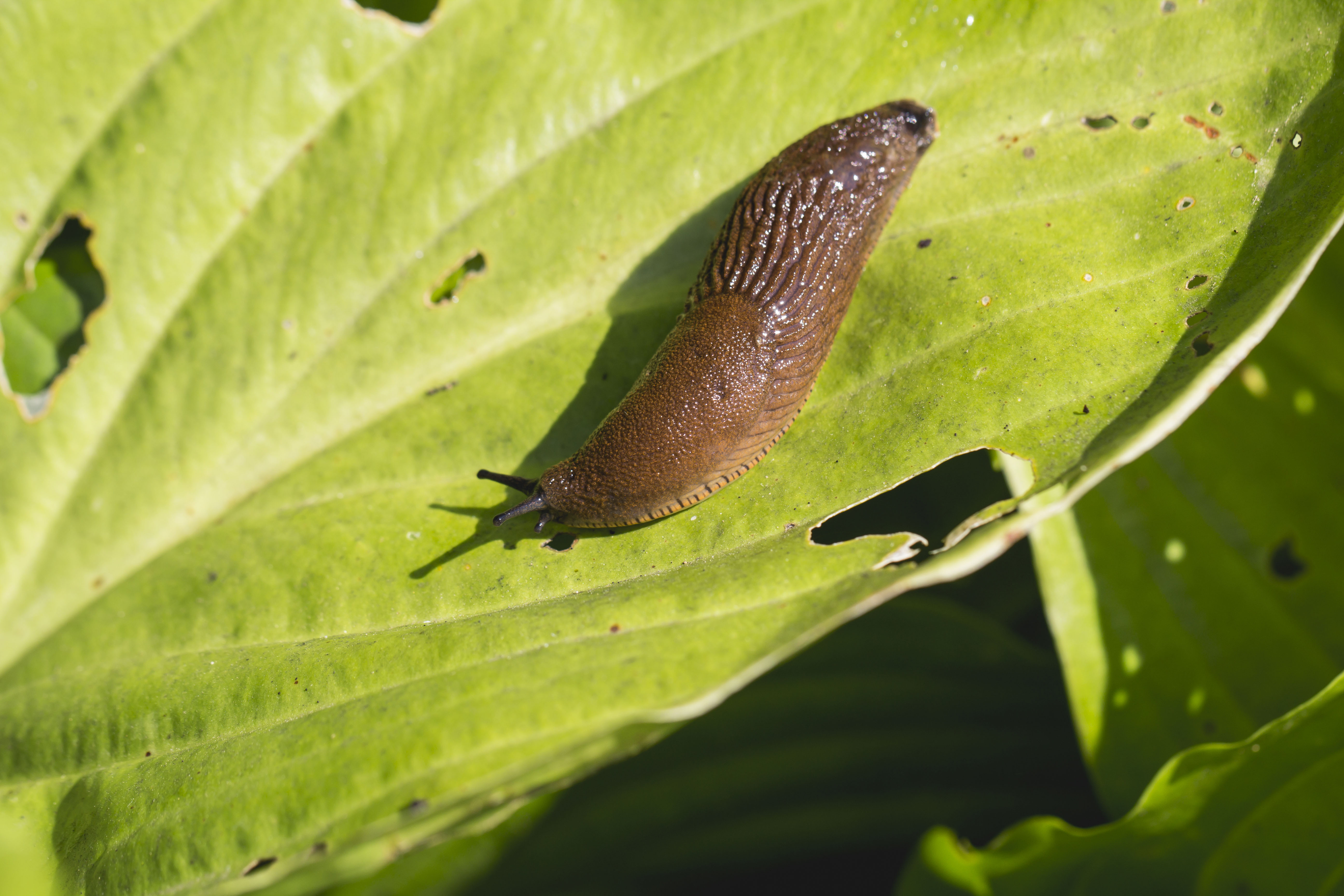 A closeup of a slug on a hosta leaf that shows damage from a previous slug attack.