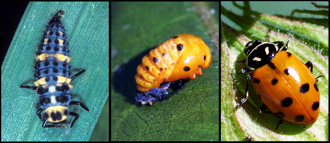 lady beetle stages