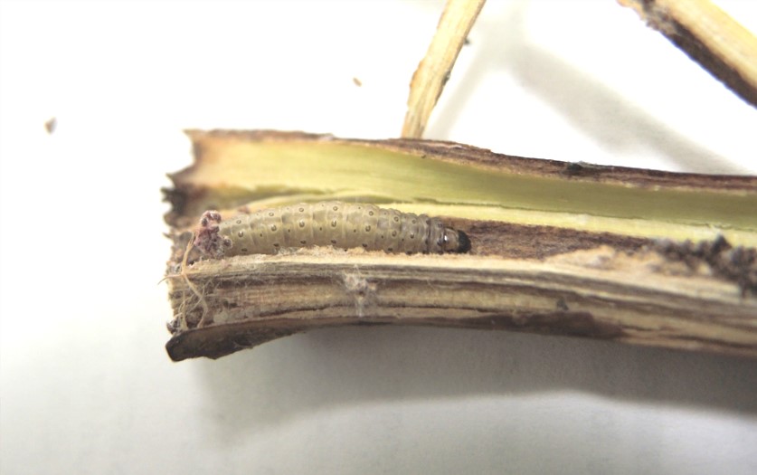 European corn borer larva in hop