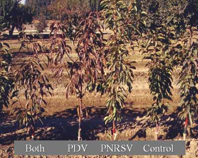 Example of a rootstock sensitive to PDV and/or PNRSV.