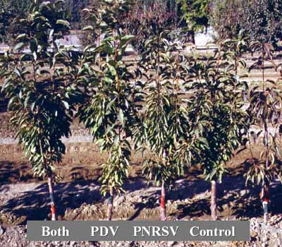 Example of a rootstock tolerant to PDV and/or PNRSV.