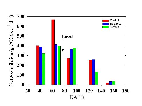 Net assimilation for three cropping level treatments at 41, 66, 91, 127, and 155 DAFB.