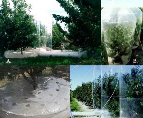 A) Suite of three chambers used for measuring whole-canopy gas exchange. B) Top-view of chambers. C) Close-up of chamber base. D) Close-up of whole-tree chambers.