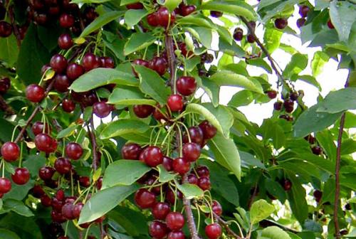 large branch with lots of cherries