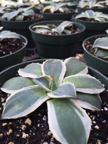 Agave applanata 'Cream Spike'