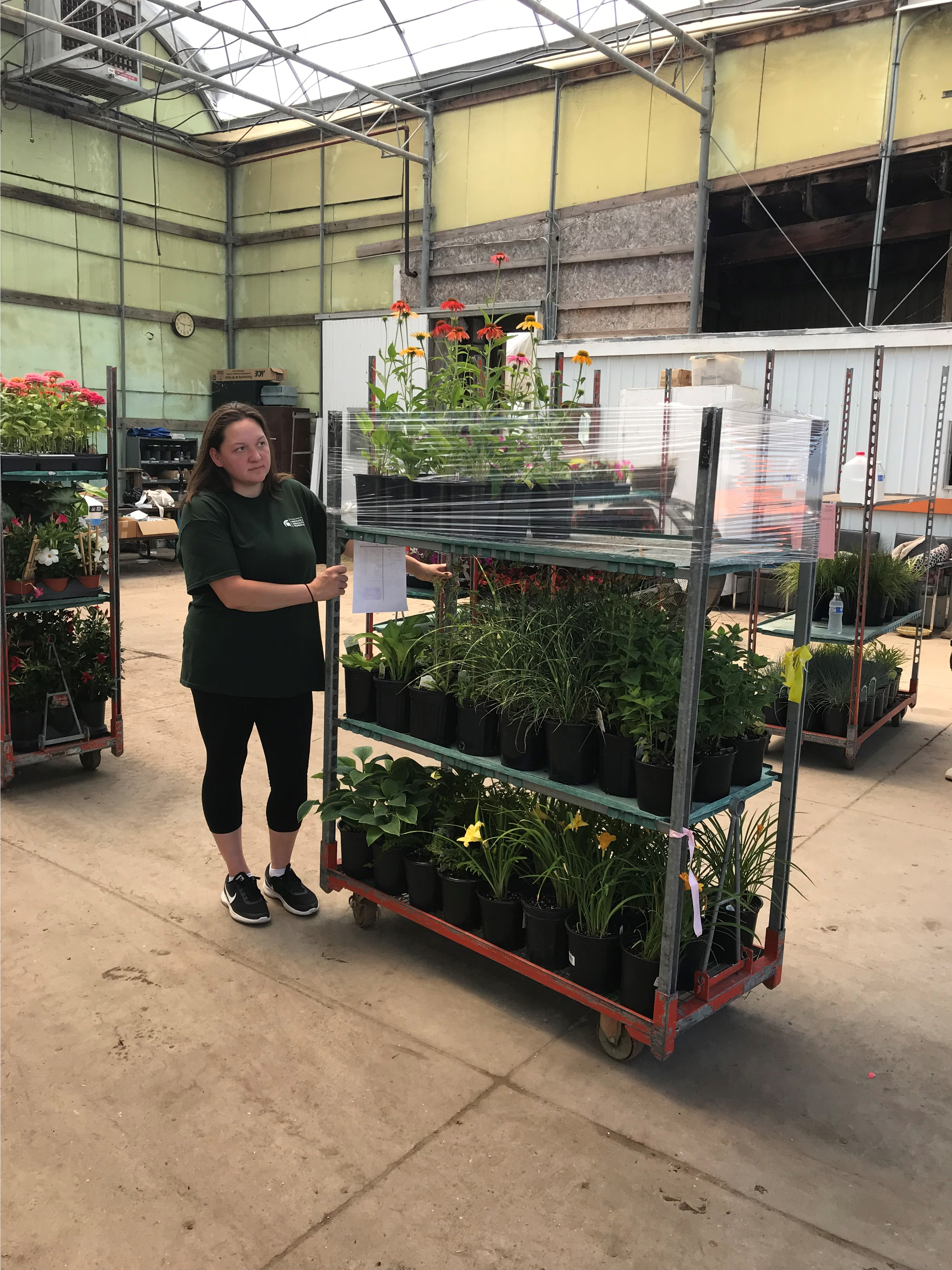 Landscape management student Danielle Dunn pushes a cart of plants at Moose & Squirrel Horticultural Resources Greenhouse in Carleton, Michigan.