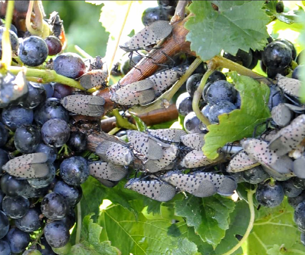 Spotted lanternfly on grapes