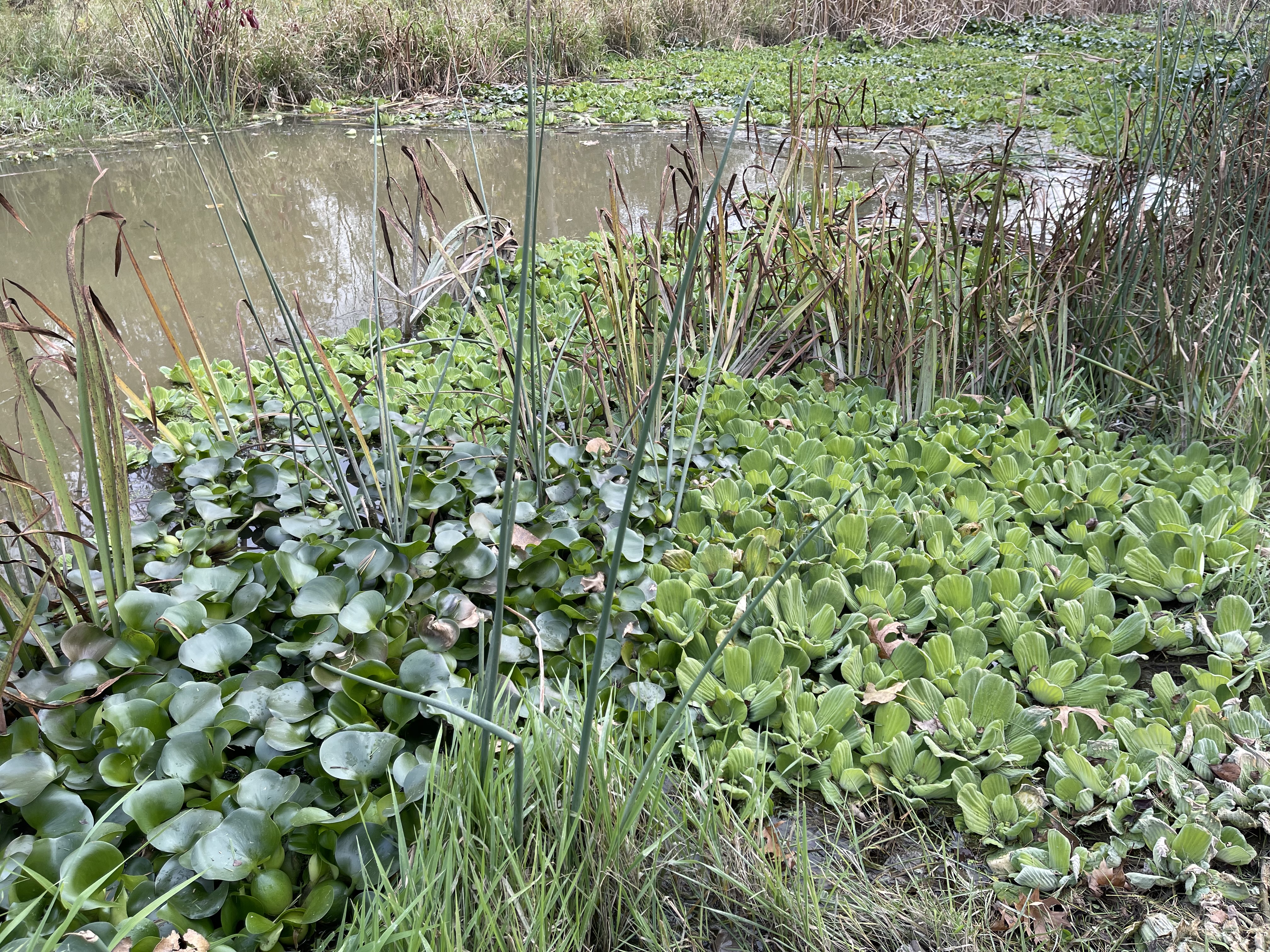Water lettuce and water hyacinth in Macomb County, Michigan.