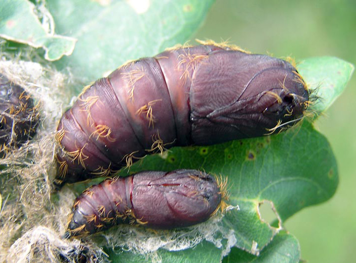 Male and female cocoons