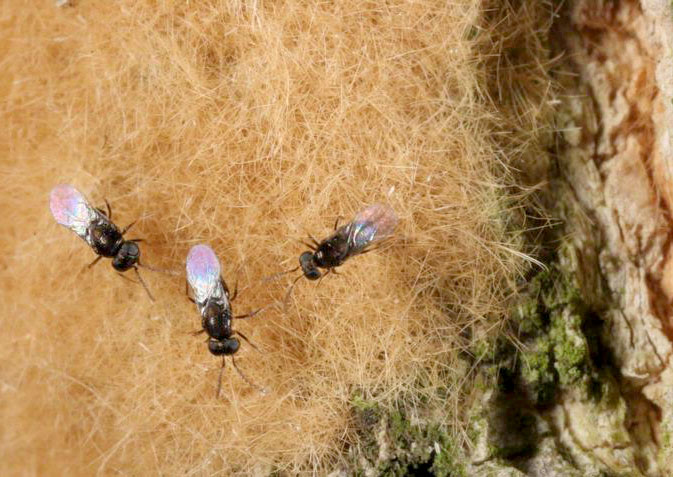 Ooencyrtus kuvanae parasitoid wasps on gypsy moth egg mass