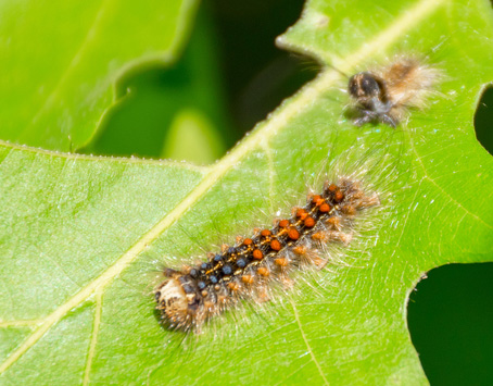 Gypsy moth larva near cast skin