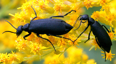 blister beetles color variant