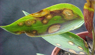 Botrytis cinearea Lilium leaf spot