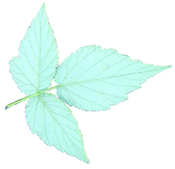 Bramble leaf underside