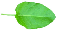 broadleaf dock leaf
