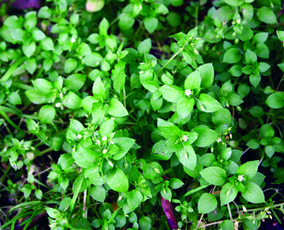 common chickweed foliage and flowers
