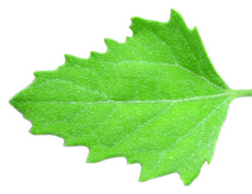 Common lambsquarters leaf