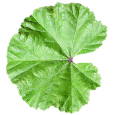common mallow leaf
