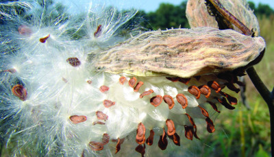 common milkweed mature fruit