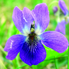 Common blue violet flower