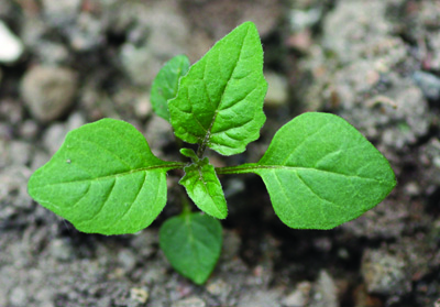 Eastern black nightshade young plant