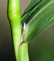 green foxtail collar region