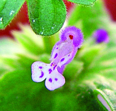 henbit flower close-up