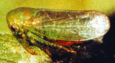 honeylocust leafhopper