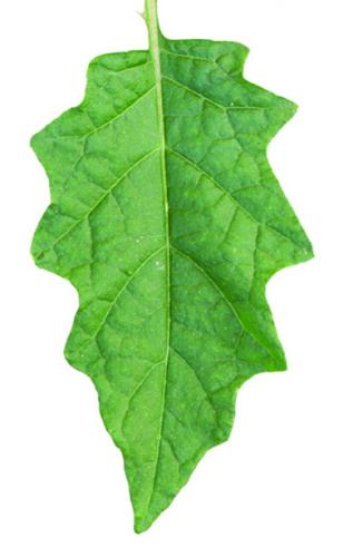 horsenettle leaf