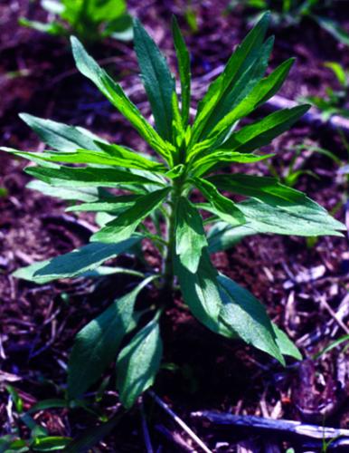 horseweed plant