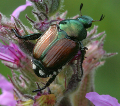 Japanese beetle adult